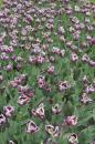 tulipes 003 * 3504 x 2336 * (4.1MB)
